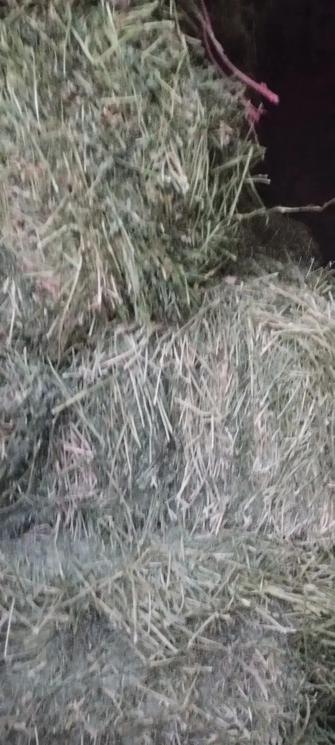 یونجه|لوازم جانبی حیوانات|ایوانکی, |دیوار