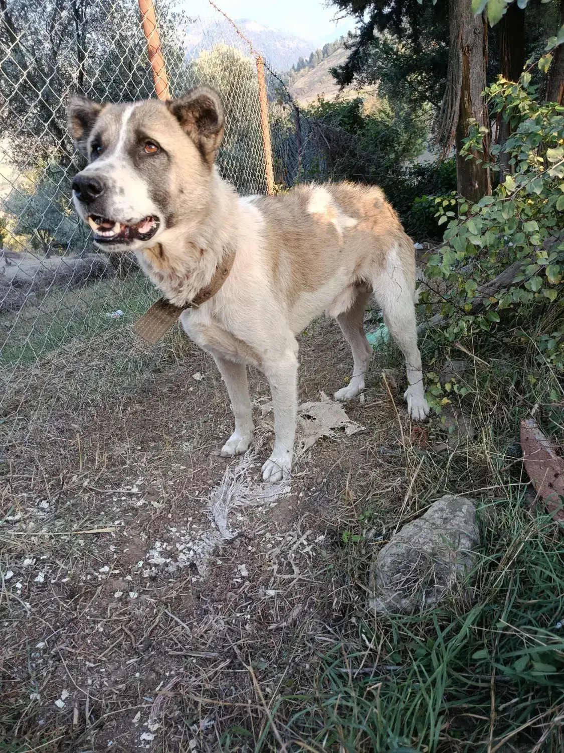 سگ بومی اصیل نگهبانی|سگ|توتکابن, |دیوار