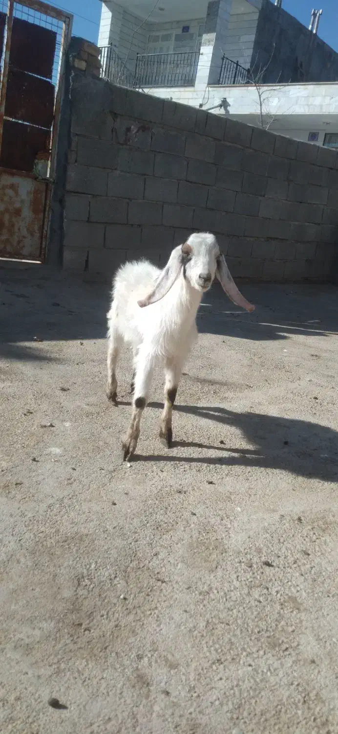 بزغاله نره|حیوانات مزرعه|بجنورد, |دیوار