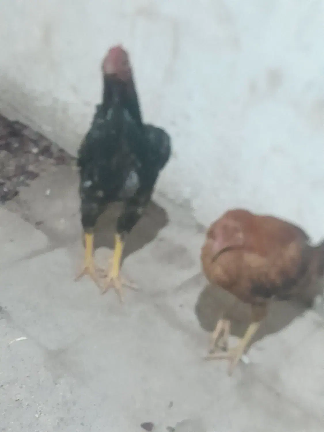 خروس ومرغ لاری|حیوانات مزرعه|تبریز, |دیوار