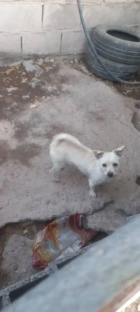 سه سگ پا کوتاه و یک سگ هاسکی بفروش میرسد|سگ|بم, |دیوار