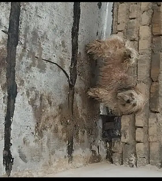 سگ گمشده|حیوانات|اقلید, |دیوار