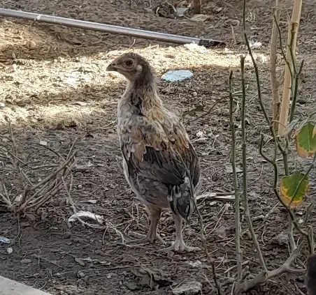 جوجه لاری و محلی|حیوانات مزرعه|زاهدان, |دیوار