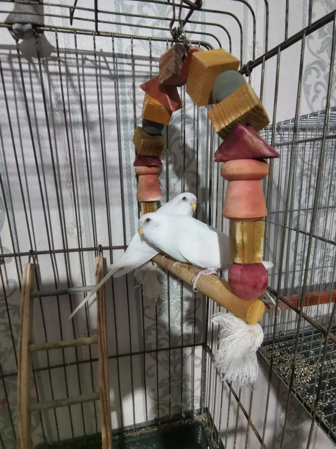 مرغ عشق|پرنده|بندرعباس, |دیوار