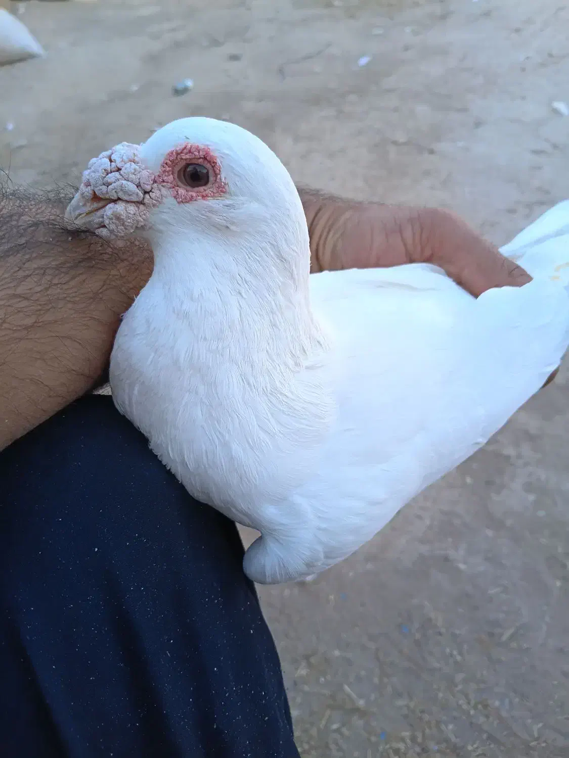 ۳ عدد سفید|پرنده|کشکوئیه, |دیوار