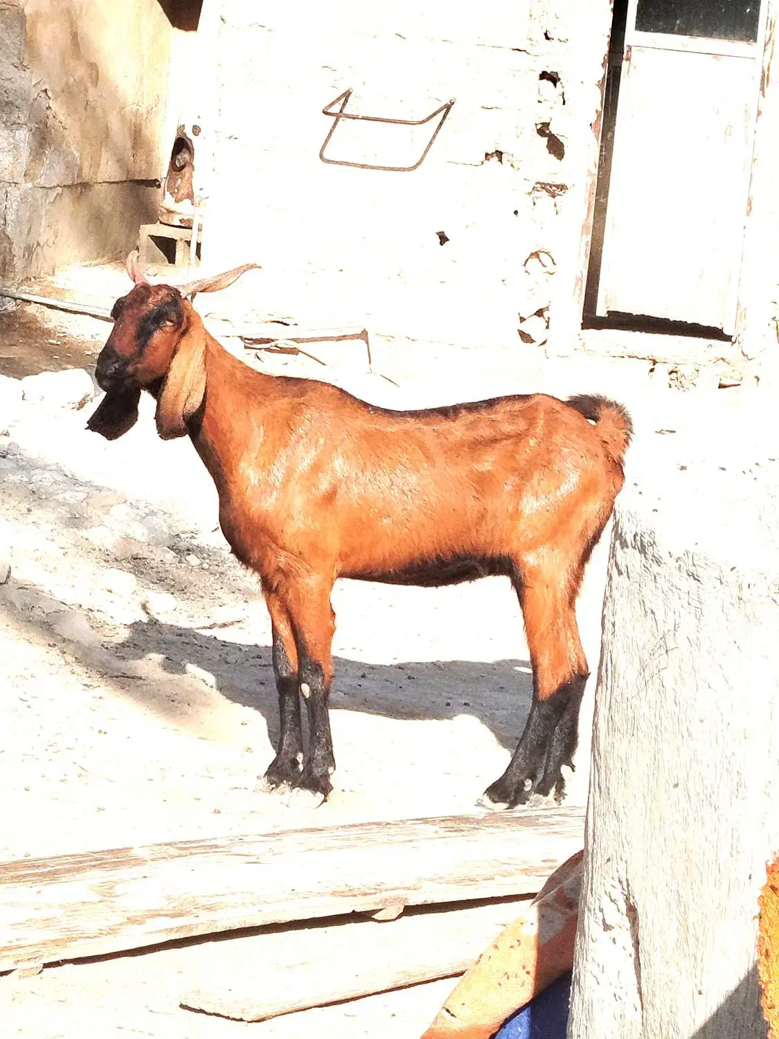 سه‌بزابستن‌وکهره‌دار|حیوانات مزرعه|شنبه و طسوج, |دیوار