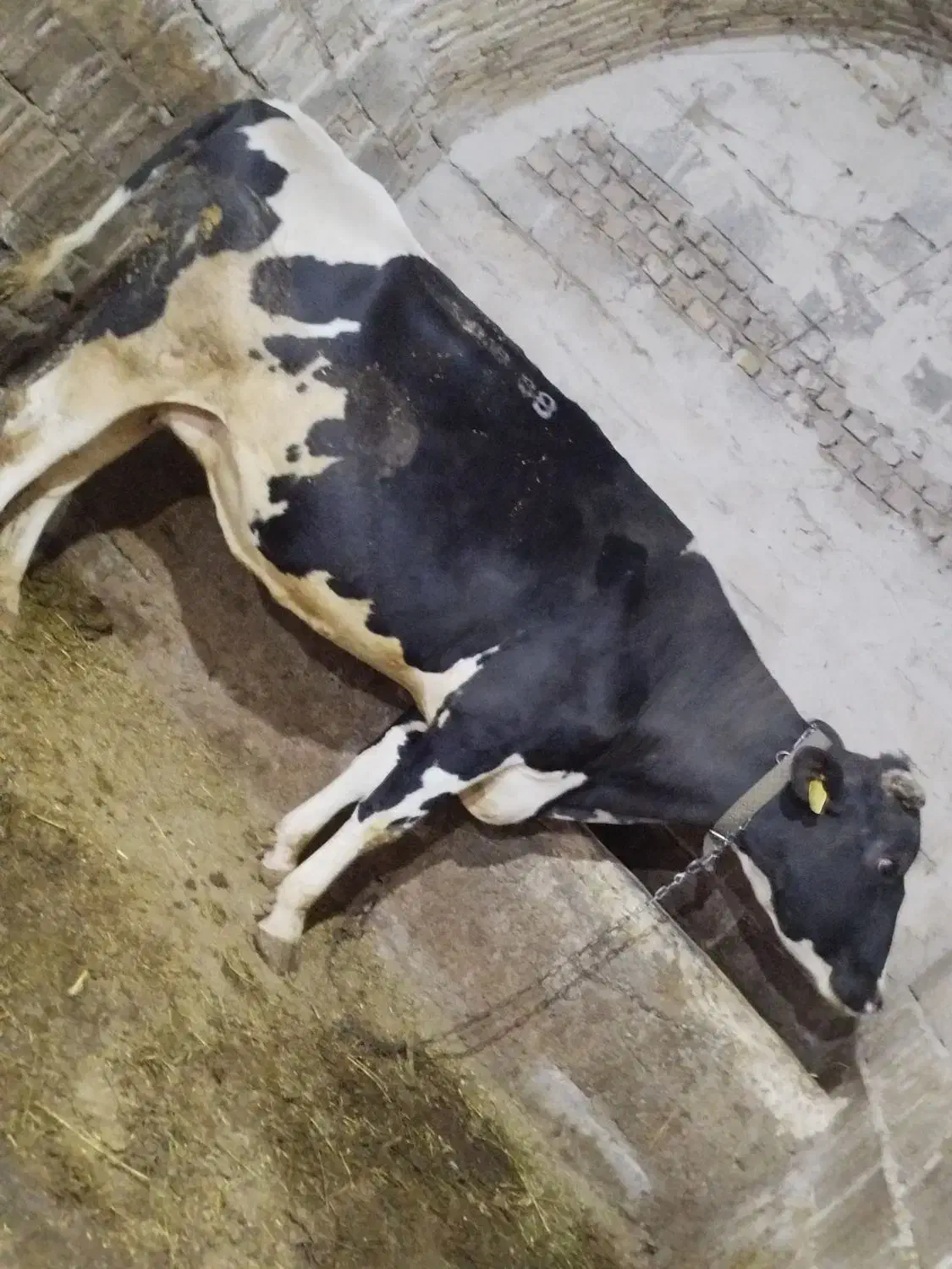 گاو شیری|حیوانات مزرعه|تیکمه داش, |دیوار