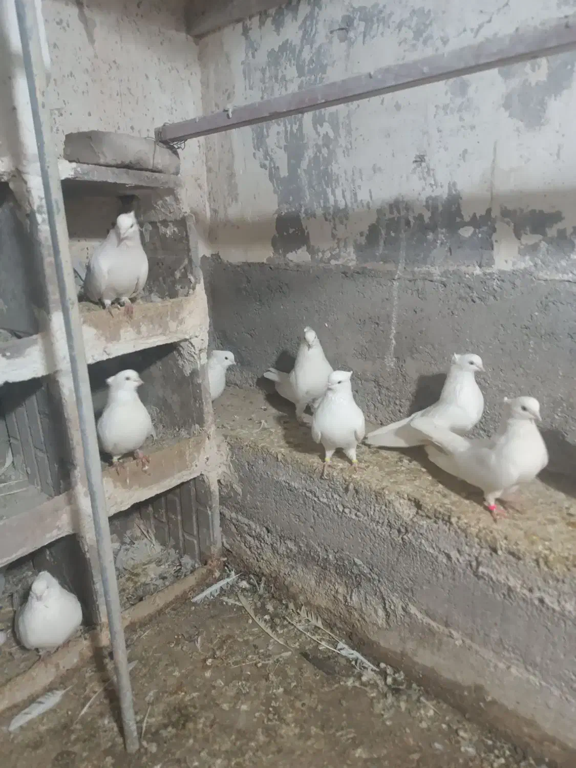 سفید چش نوک سفید|پرنده|میانه, |دیوار