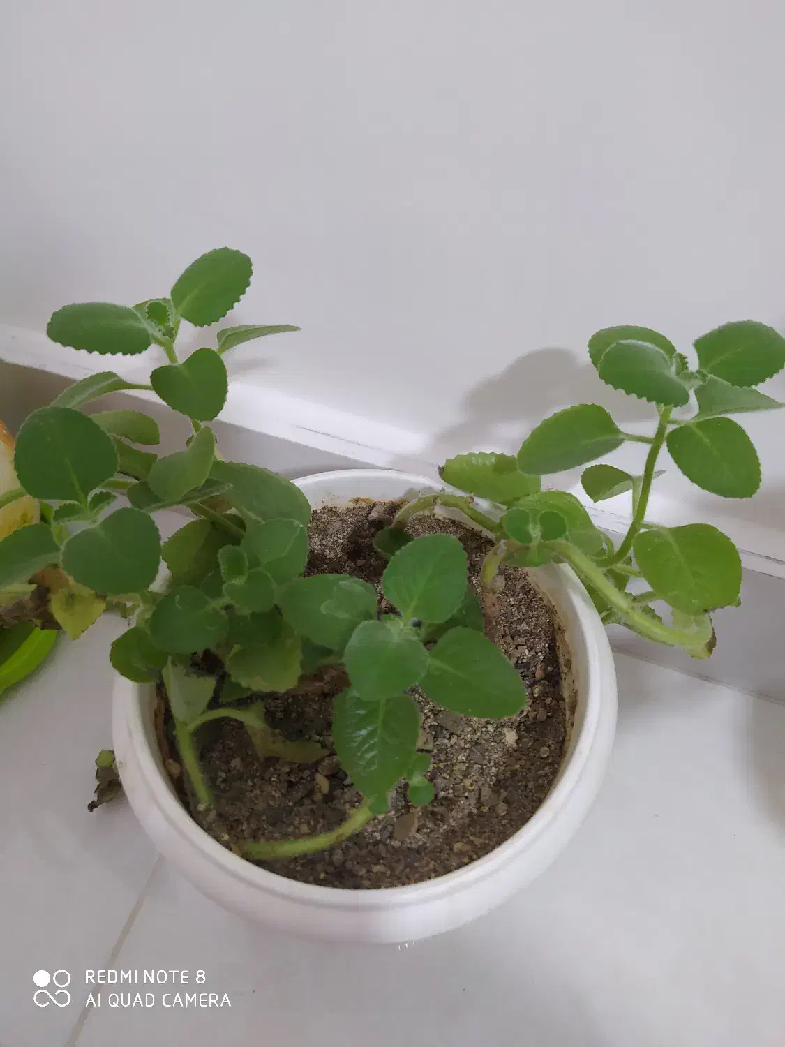 چند عدد گل وگلدان|گل و گیاه طبیعی|بوکان, |دیوار