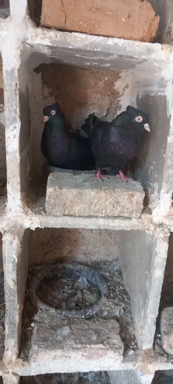 جفت ابادانی|پرنده|خرم‌آباد, |دیوار