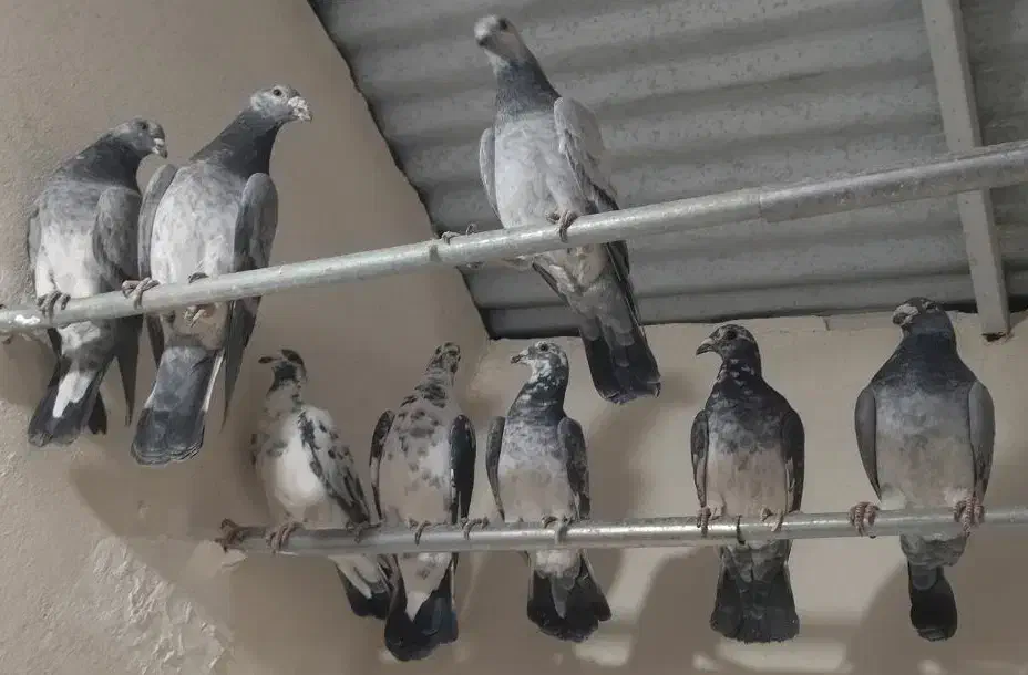 سار و سوسکی بزک|پرنده|مشهد, کوی المهدی|دیوار