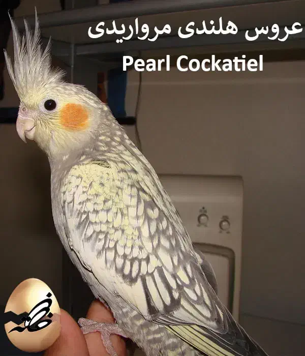 گمشده عروس هلندی|حیوانات|اصفهان, کوی امام|دیوار
