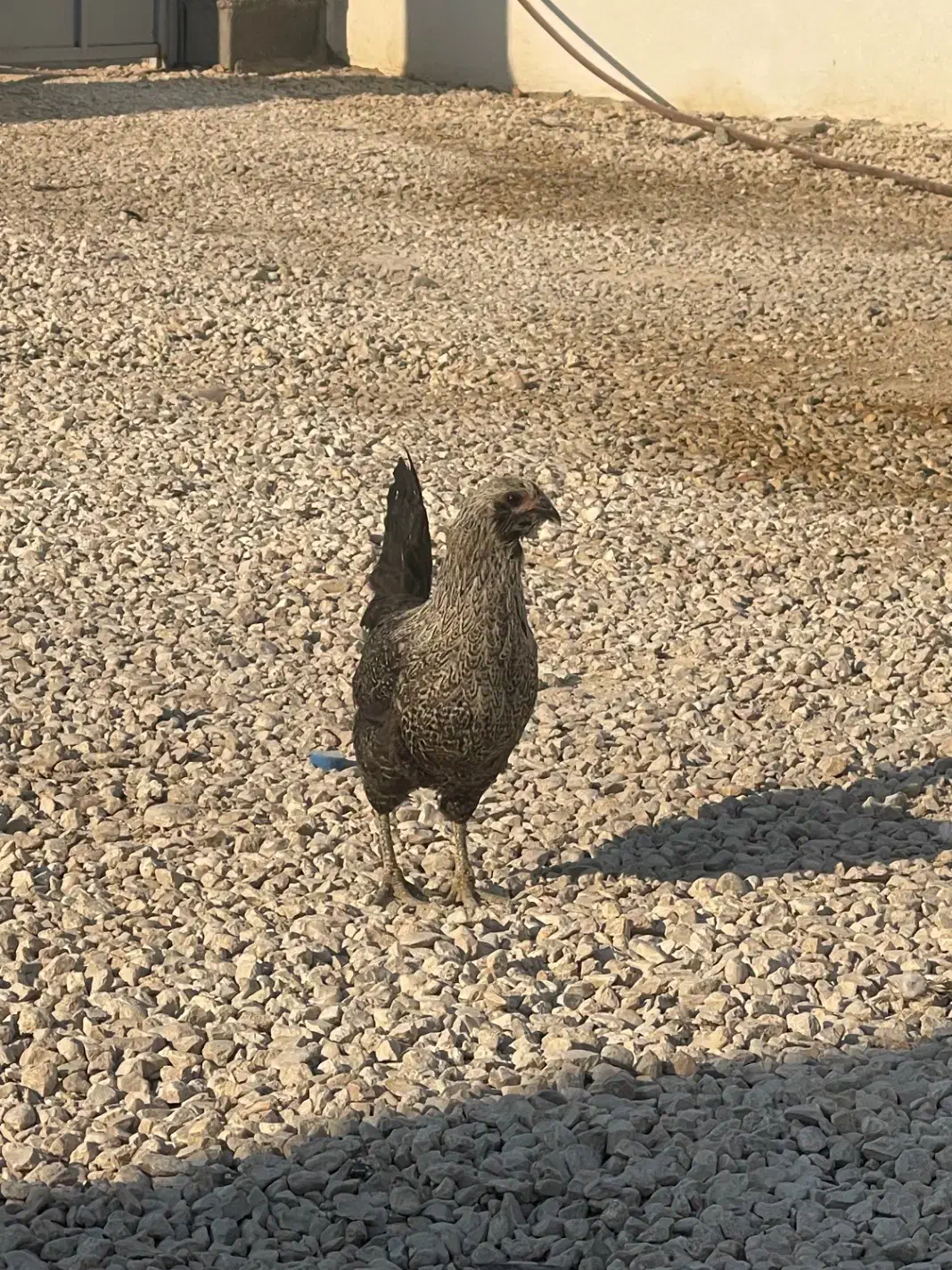 مرغ جوان اول تخم قیمت ۵۰۰|حیوانات مزرعه|گله دار, |دیوار