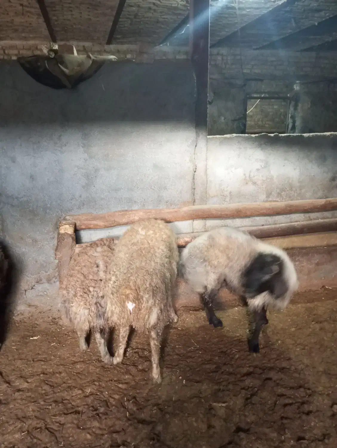 گوشت بره|حیوانات مزرعه|ساروق, |دیوار