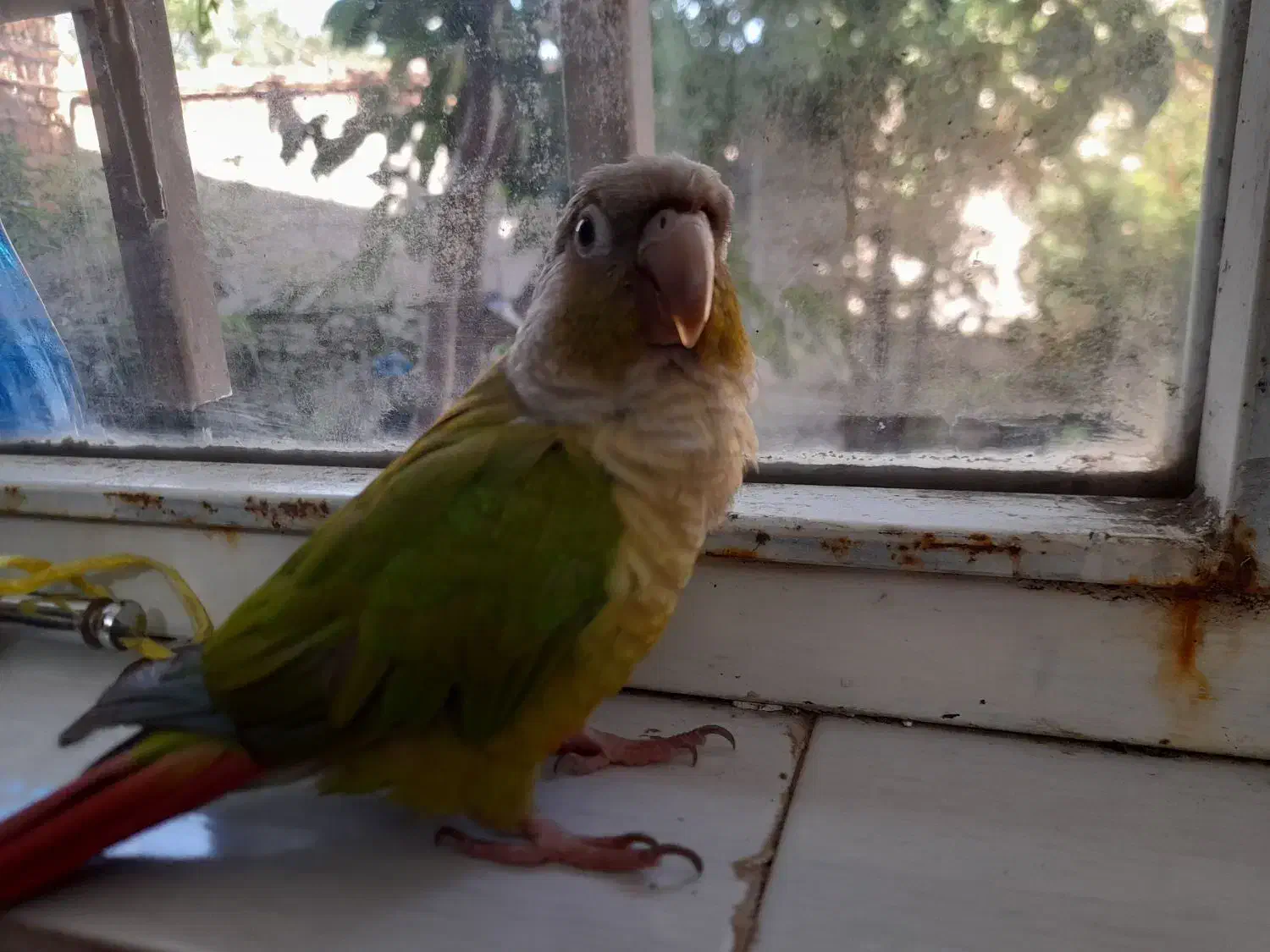 پرنده گمشده (گرینچیک)|حیوانات|بهارستان, |دیوار