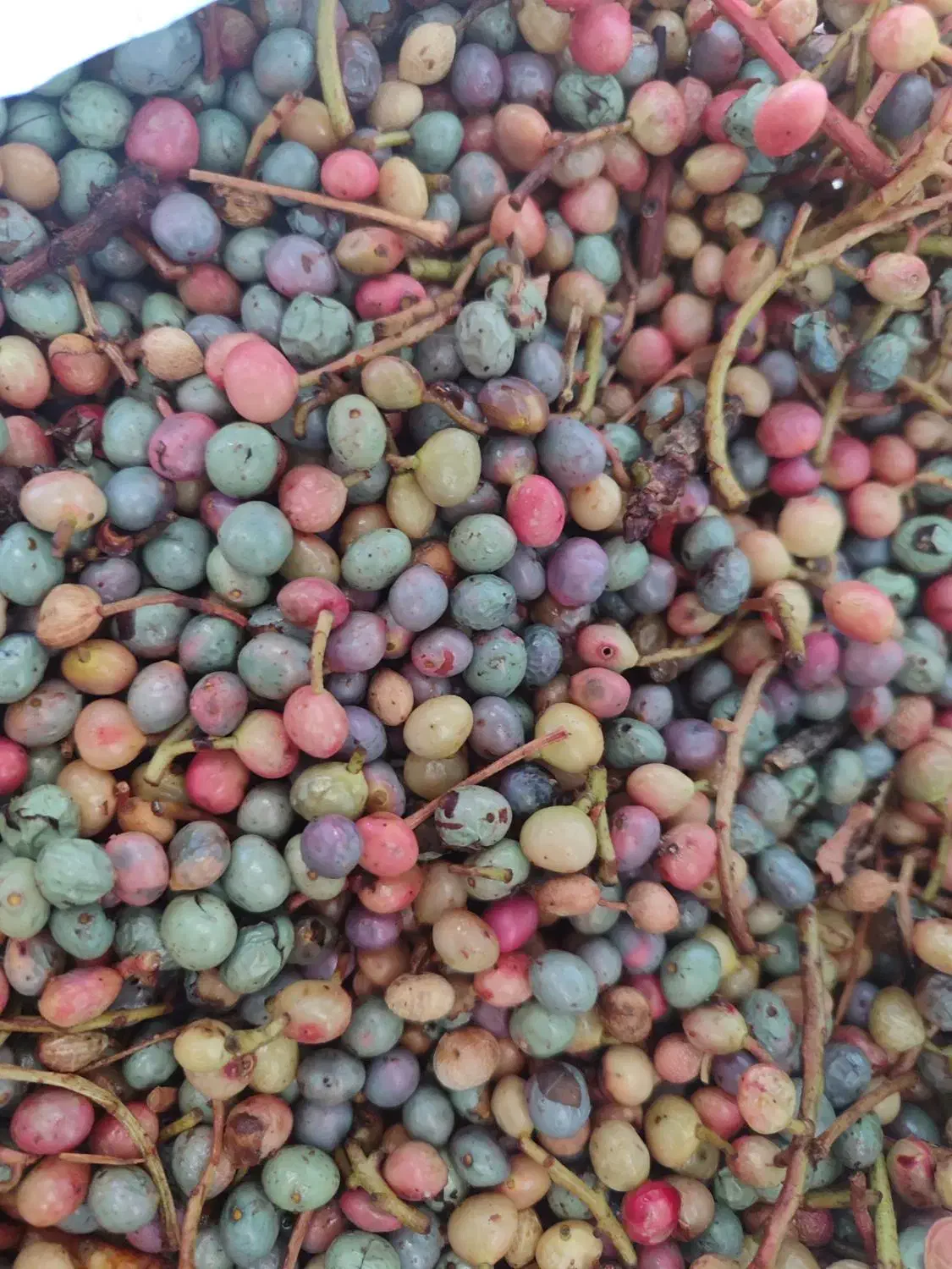 بنه سبز تازه|خوردنی و آشامیدنی|شیراز, تاچارا|دیوار