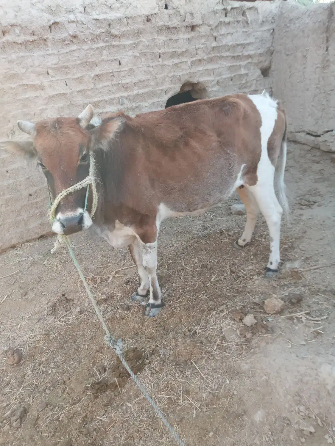 گاو بار دار ۵ماه هست|حیوانات مزرعه|بیرک, |دیوار