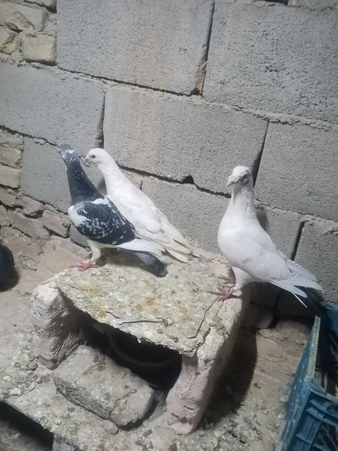 کبوتر پرشی المانی|پرنده|سبزوار, شهرک صنعتی خاوران|دیوار