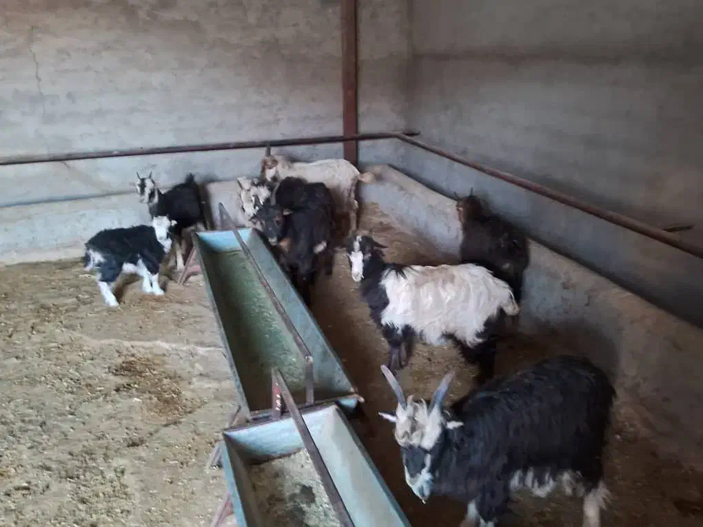 ۹ راس بزغاله فروشی|حیوانات مزرعه|پردیس, فاز ۶|دیوار