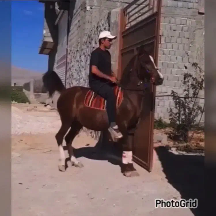 مادیان پایه کرد|اسب و تجهیزات اسبسواری|ورامین, ورامین|دیوار