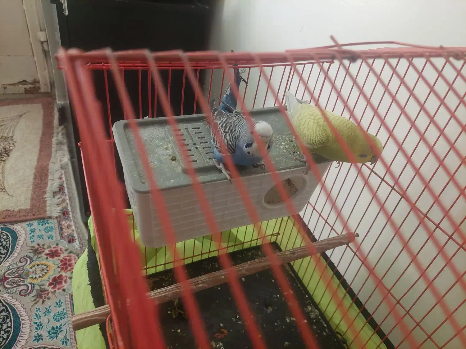 پرنده خونگی|پرنده|دهلران, |دیوار