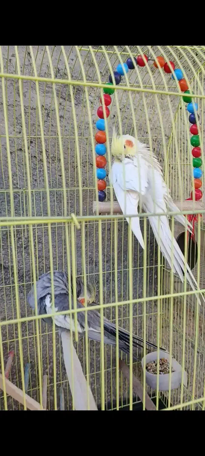 جفت عروس هلندی مولد با قفس و وسایل|پرنده|کازرون, |دیوار