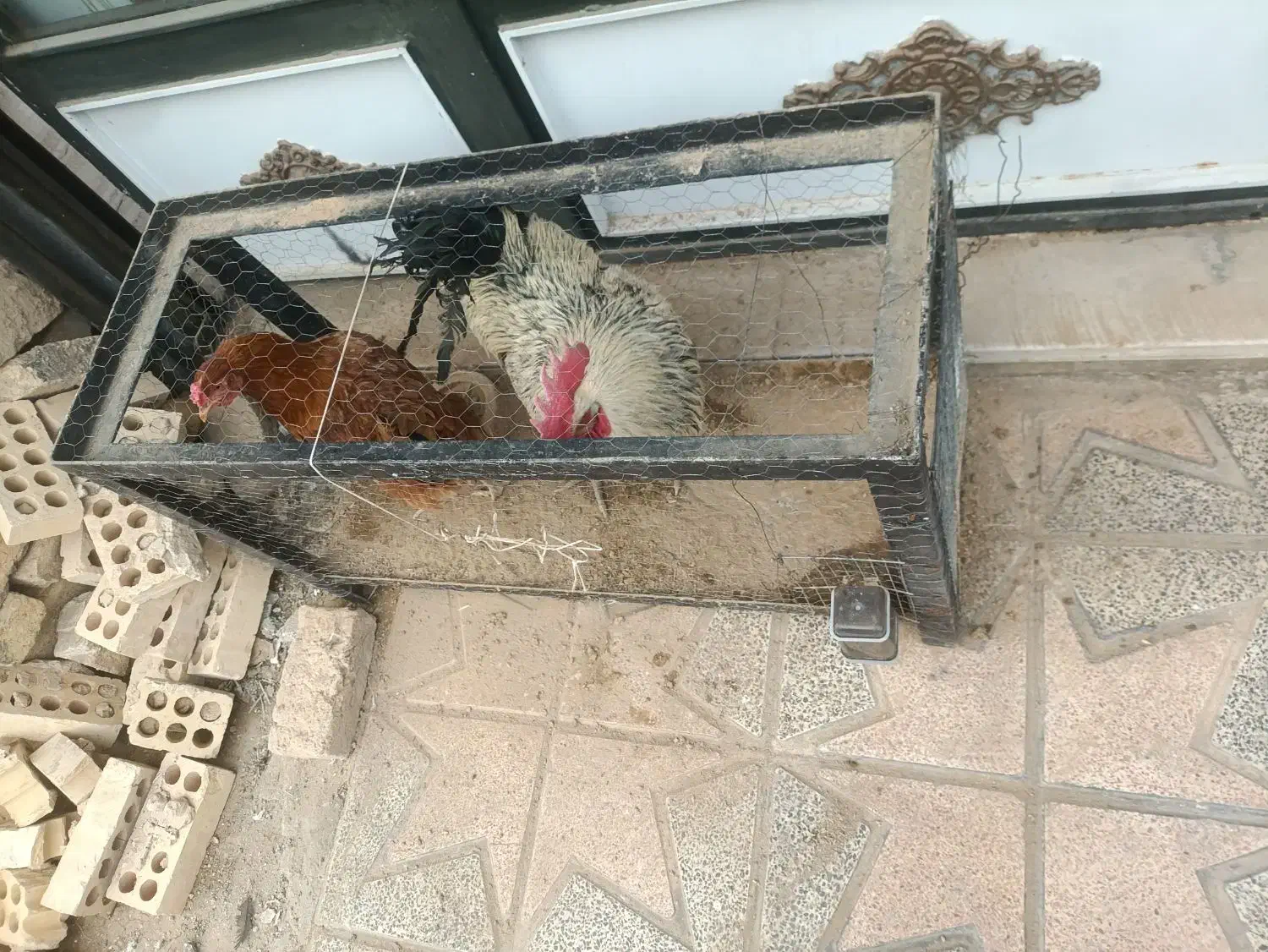 مرغ خروس محلی|حیوانات مزرعه|اسلامشهر, شهرک امام حسین (میان آباد)|دیوار