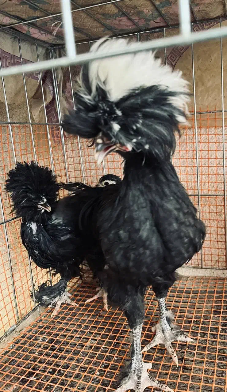 نیمچه لهستانی مرغ و خروس|حیوانات مزرعه|اصفهان, شهرک کوثر|دیوار