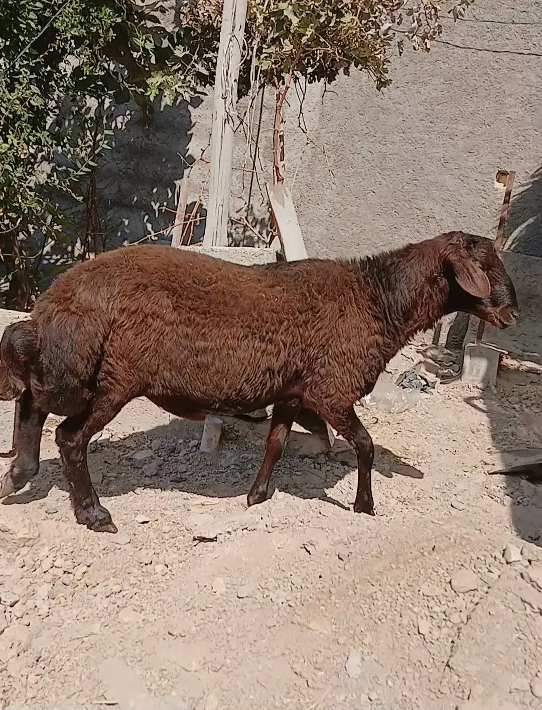 فروش قوچ شال و قوچ ژن دار|حیوانات مزرعه|شیراز, کرونی(خاتونک)|دیوار