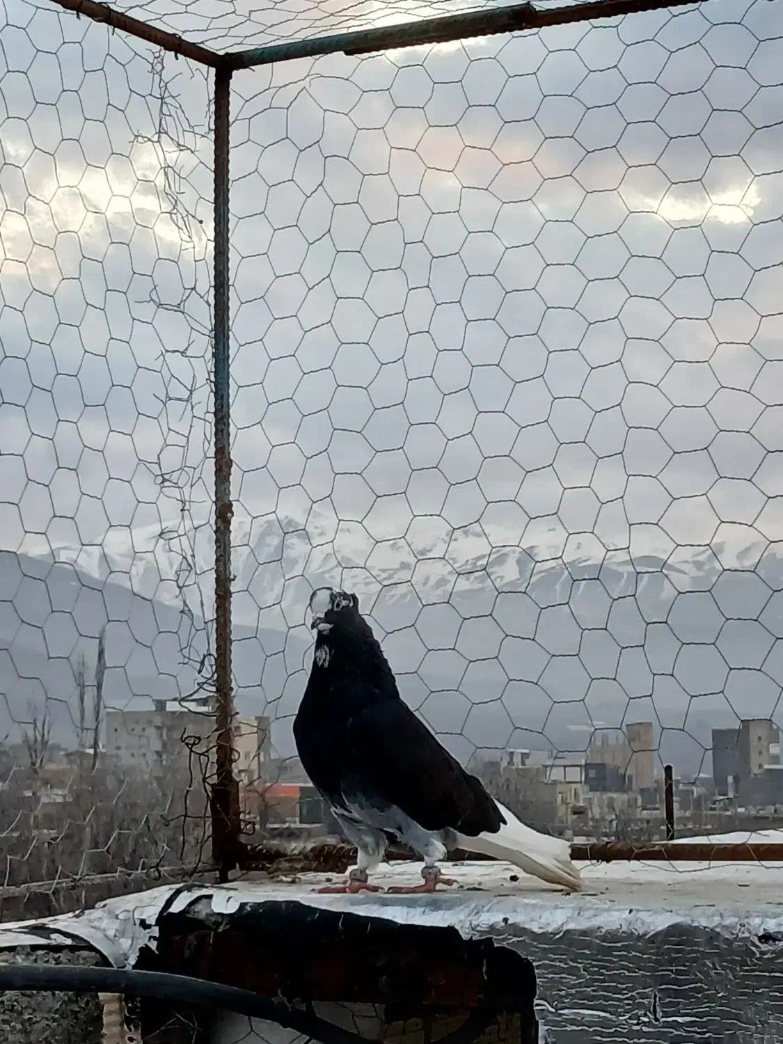 شازده سیاه|پرنده|جلفا, |دیوار