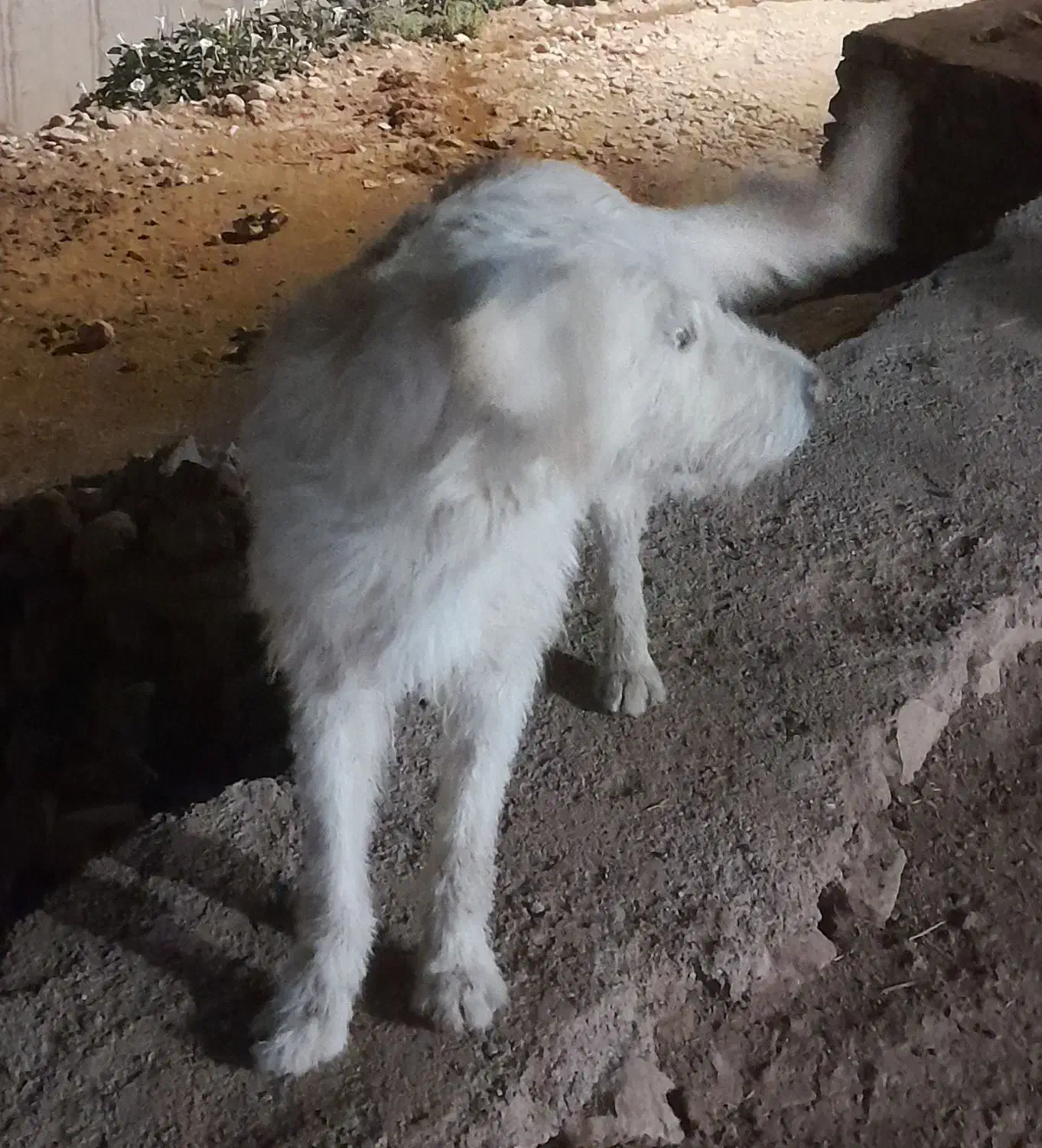 وا گذاری سگ ۲ سال خانه گی|سگ|ایلام, |دیوار