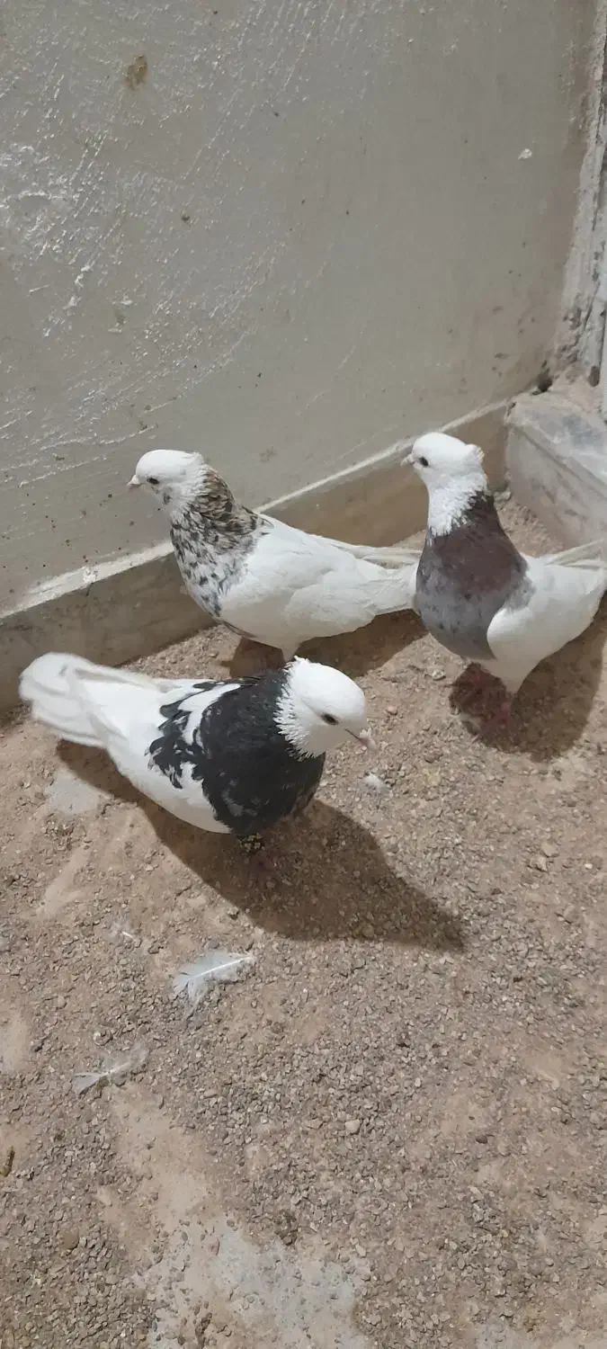 بدلیجات|بدلیجات|فسا, |دیوار