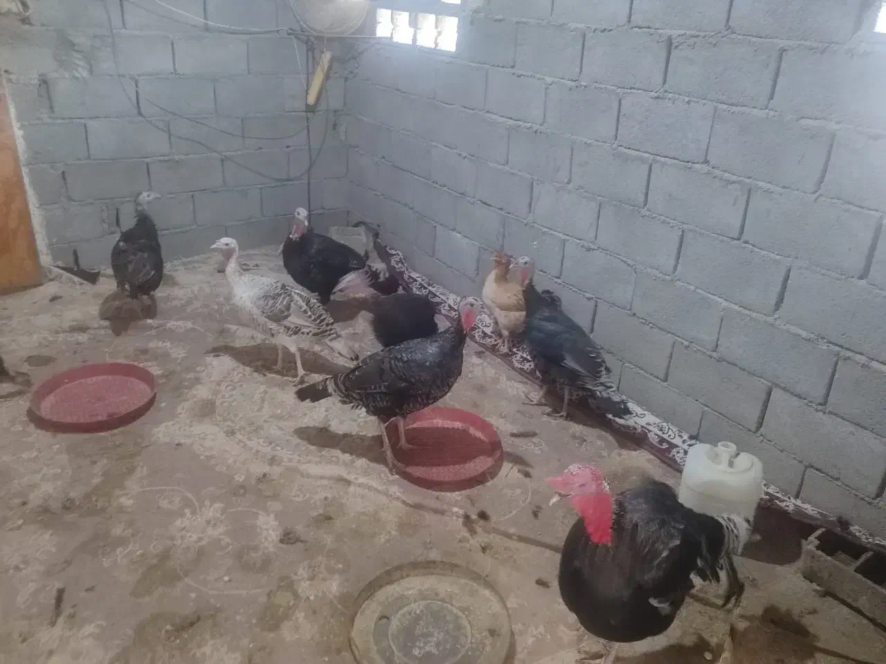 فروش|پرنده|لامرد, |دیوار