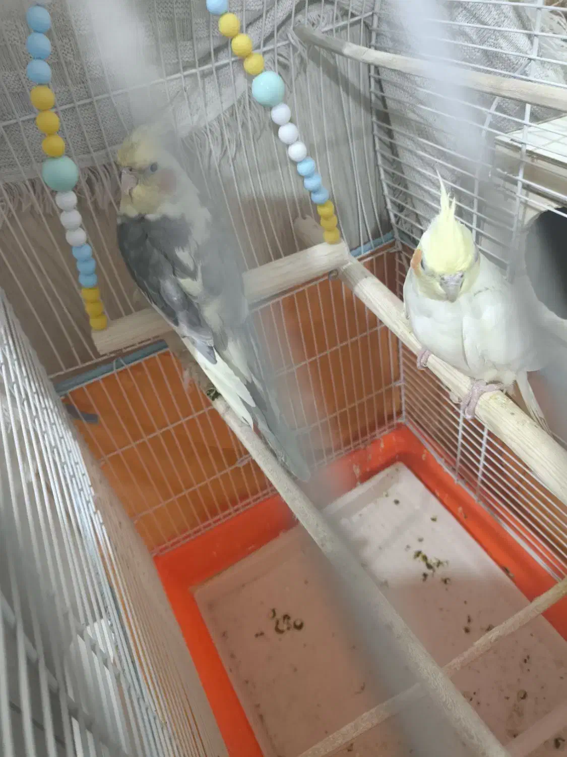 عروس هلندی|پرنده|آبدانان, |دیوار