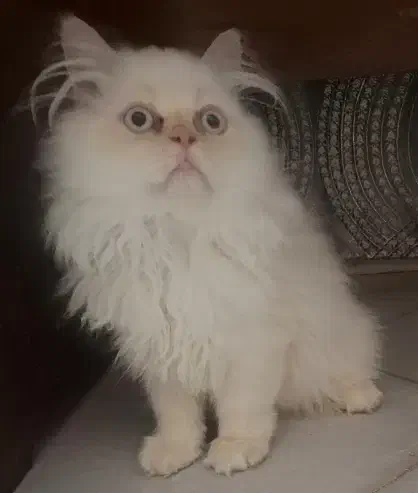 گربه پرشین اصیل|گربه|گنبد کاووس, |دیوار