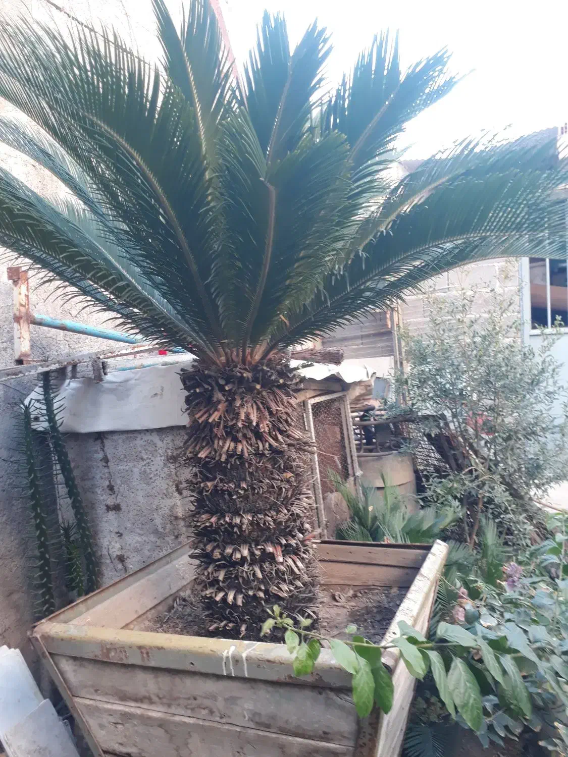 گل سیکاس بزرگ و زیبا با تنه یک متری|گل و گیاه طبیعی|مزرعه کتول, |دیوار