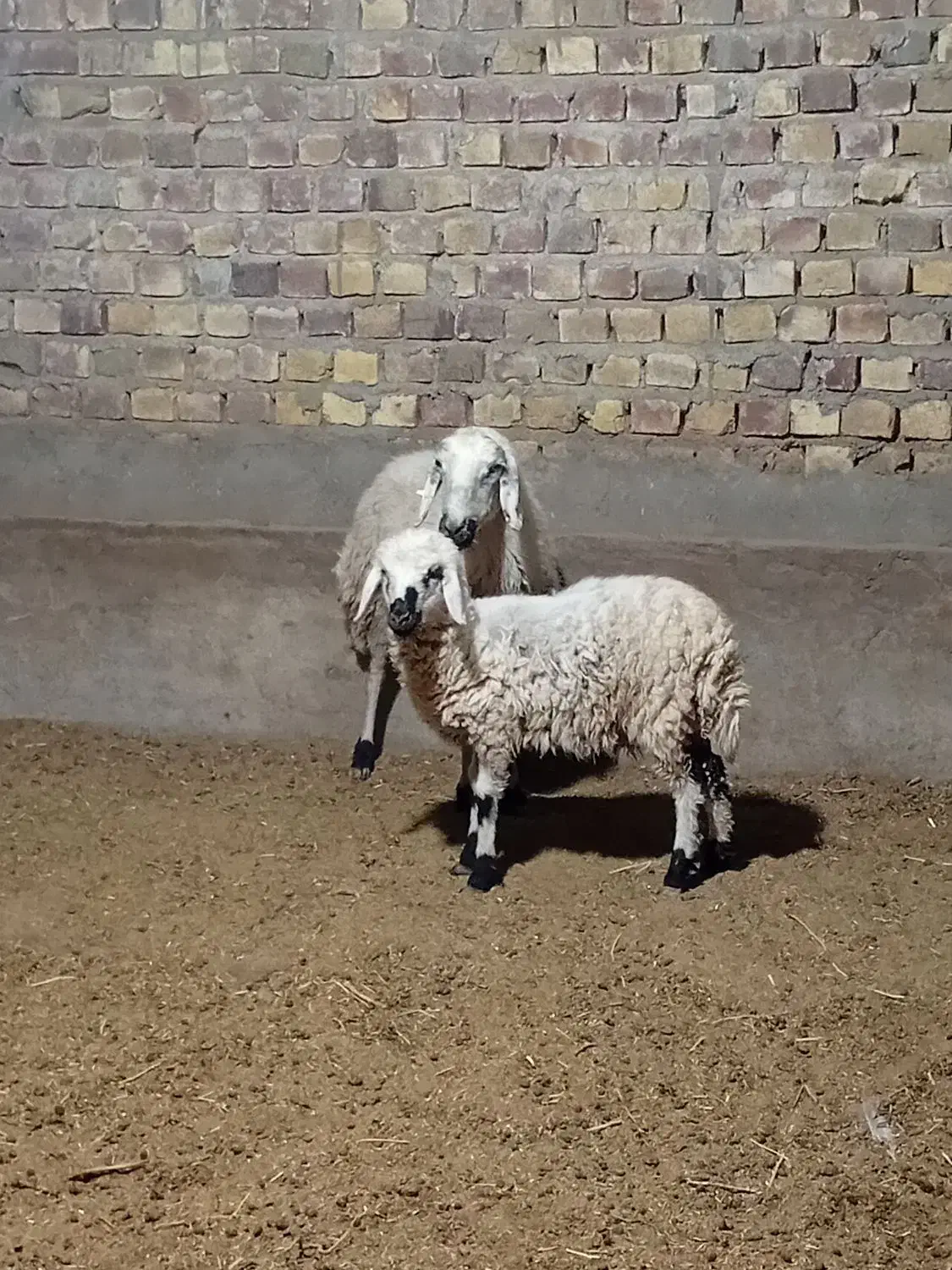 میش با بره نر|حیوانات مزرعه|رفسنجان, |دیوار