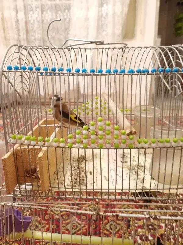 سهره فنچ کوتوله مرغ عشق عروس هلندی|پرنده|مشهد, شهید معقول|دیوار