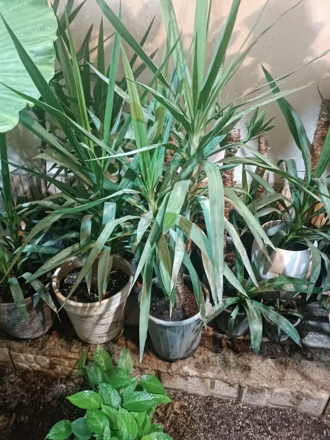 گلخونه خونگی همه مدل گل قیمت مناسب|گل و گیاه طبیعی|گنبد کاووس, |دیوار