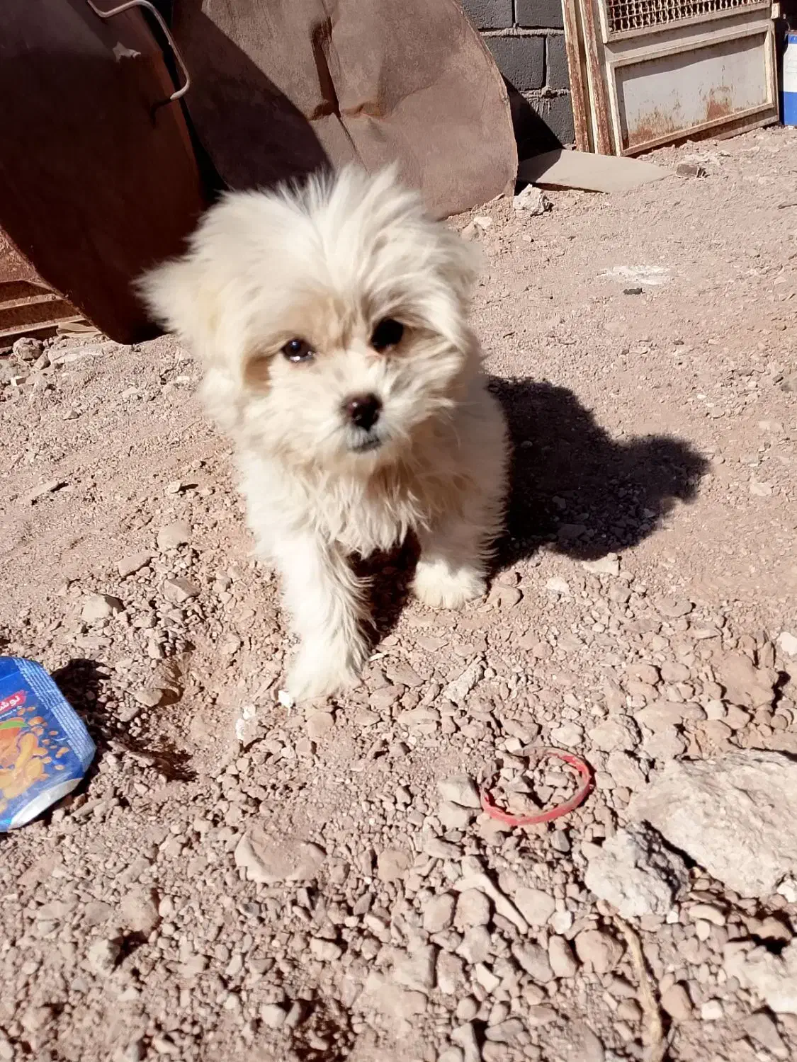 سگ شیتزو|سگ|سرایان, |دیوار