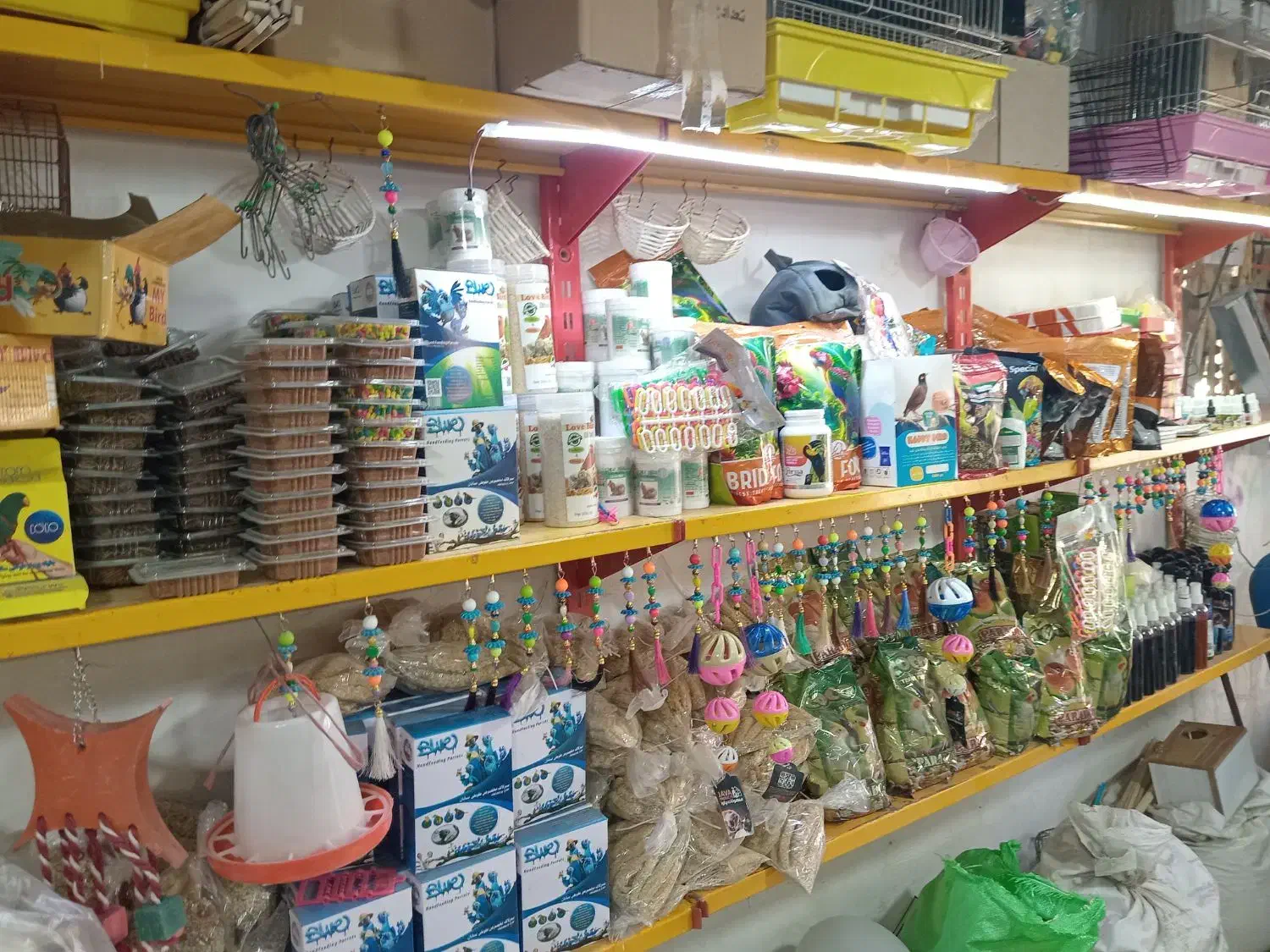 انواع عروس هلندی بار جدید|پرنده|کوهدشت, |دیوار