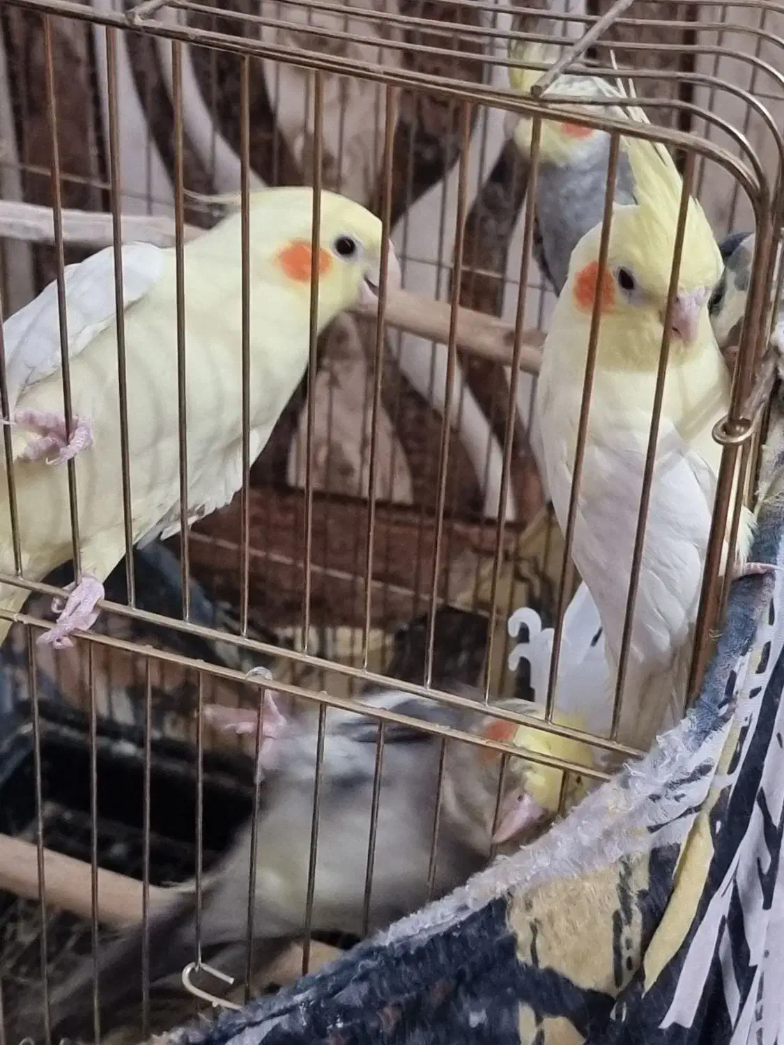 عروس هلندی|پرنده|لار, |دیوار