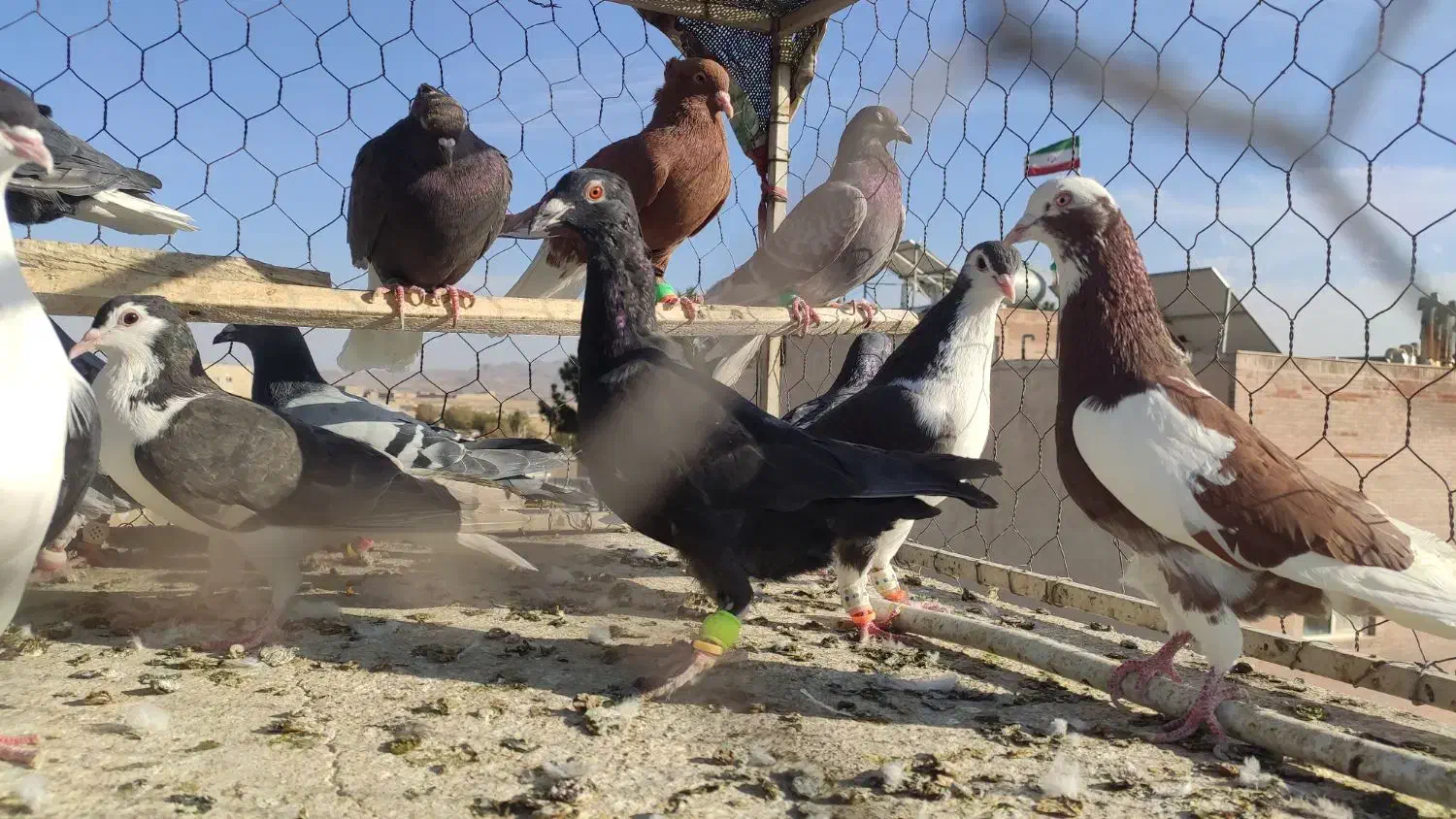 دسته کفتر نوبازی و صید|پرنده|تربت‌حیدریه, طالقانی|دیوار