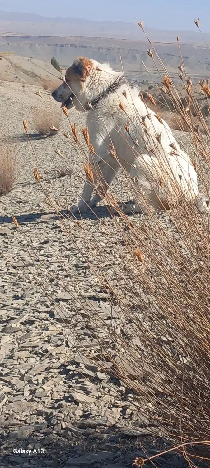 سگ گله ای|سگ|بجنورد, |دیوار