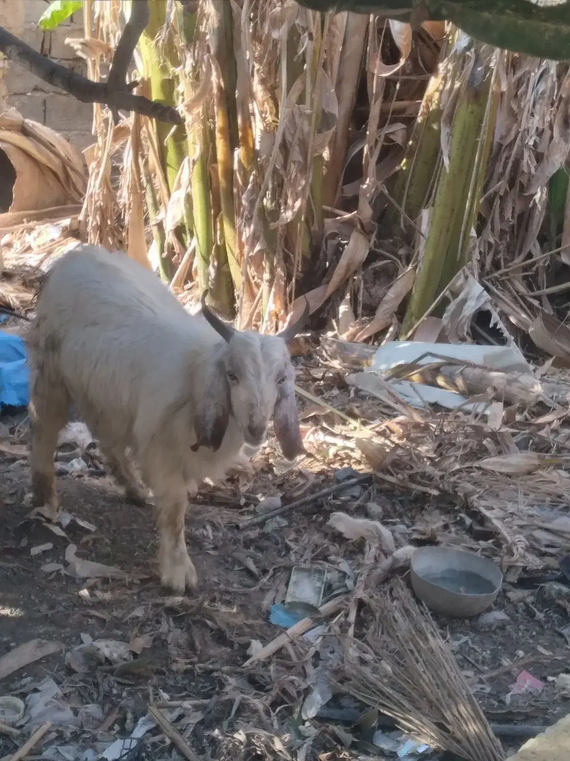 گوسفند نر|حیوانات مزرعه|فاریاب, |دیوار