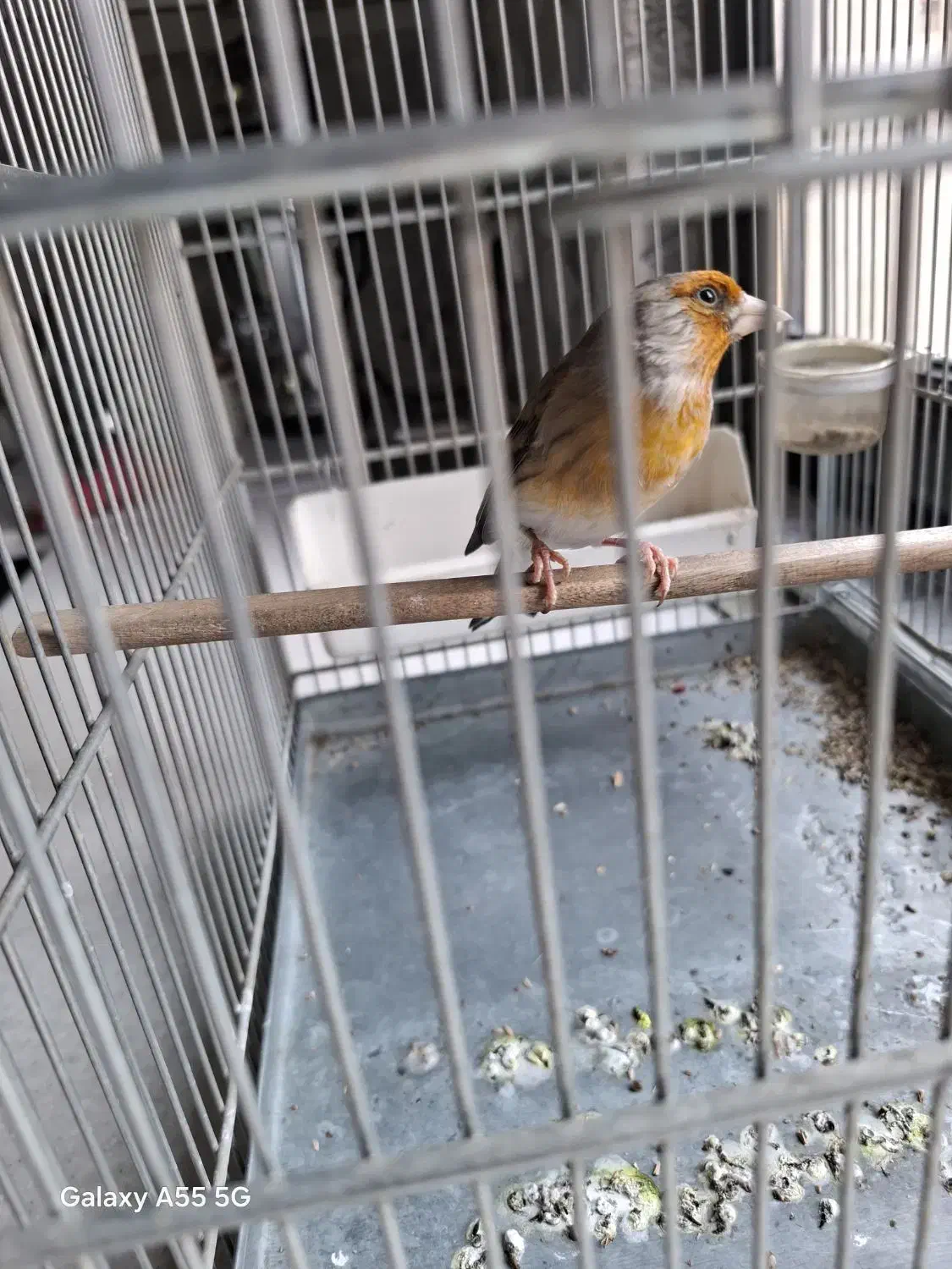 سهره قناری|پرنده|ری, شهادت|دیوار