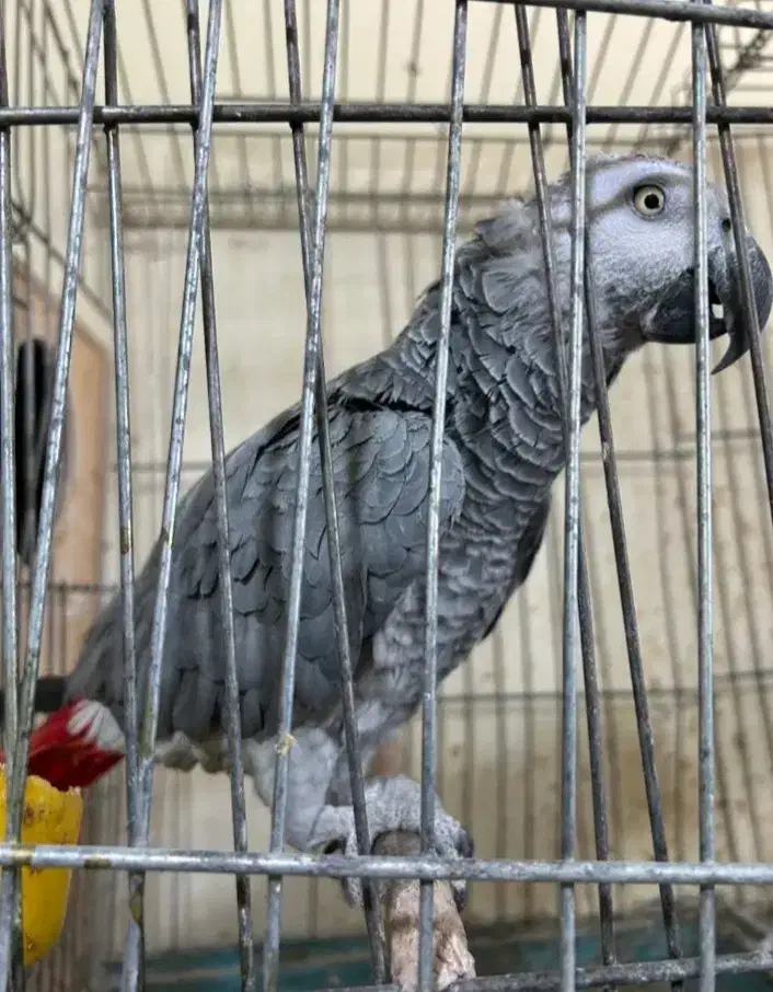 کاسکو گمشده|حیوانات|نهاوند, |دیوار