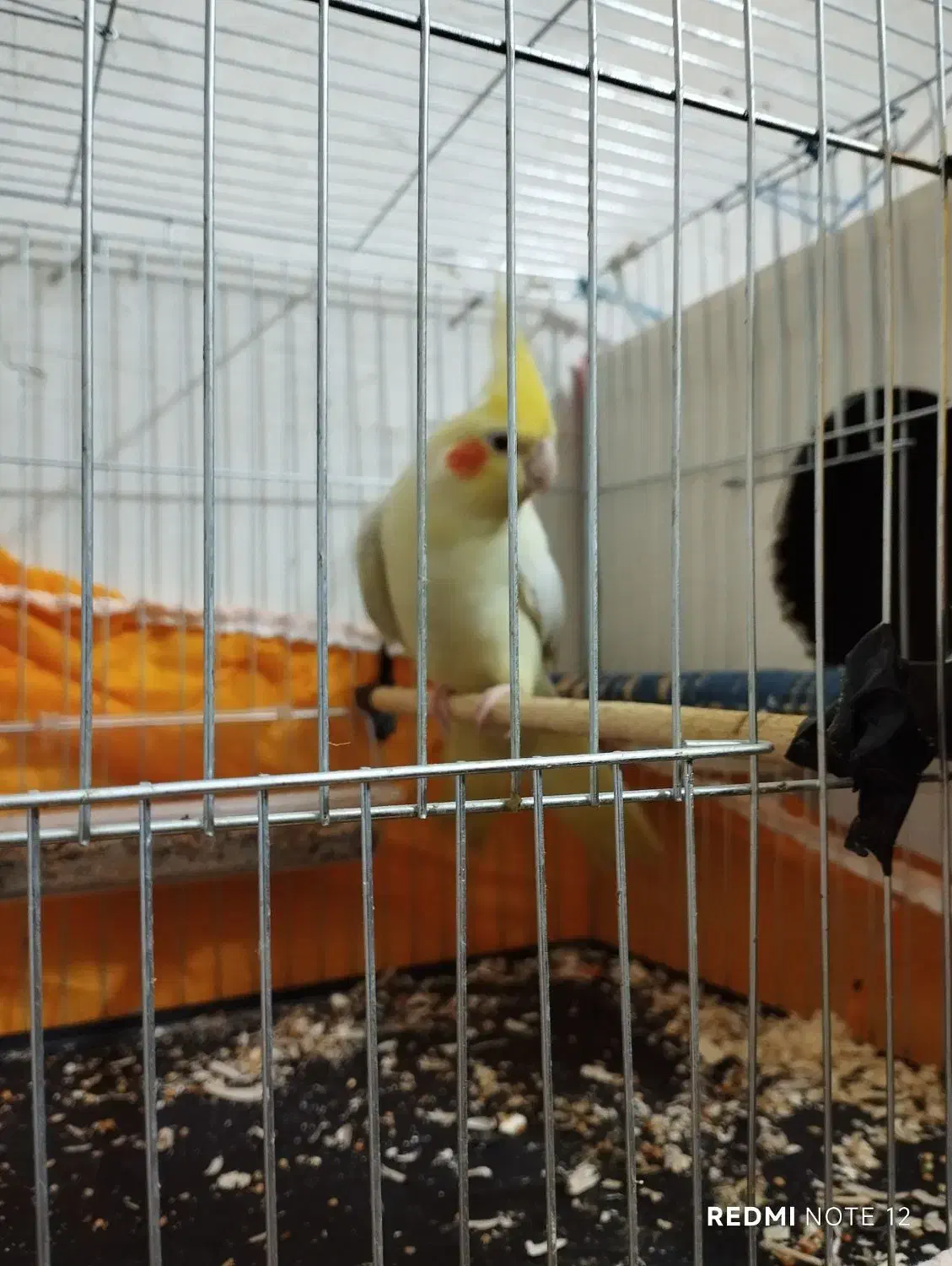 عروس هلندی نر و ماده|پرنده|آبادان, |دیوار