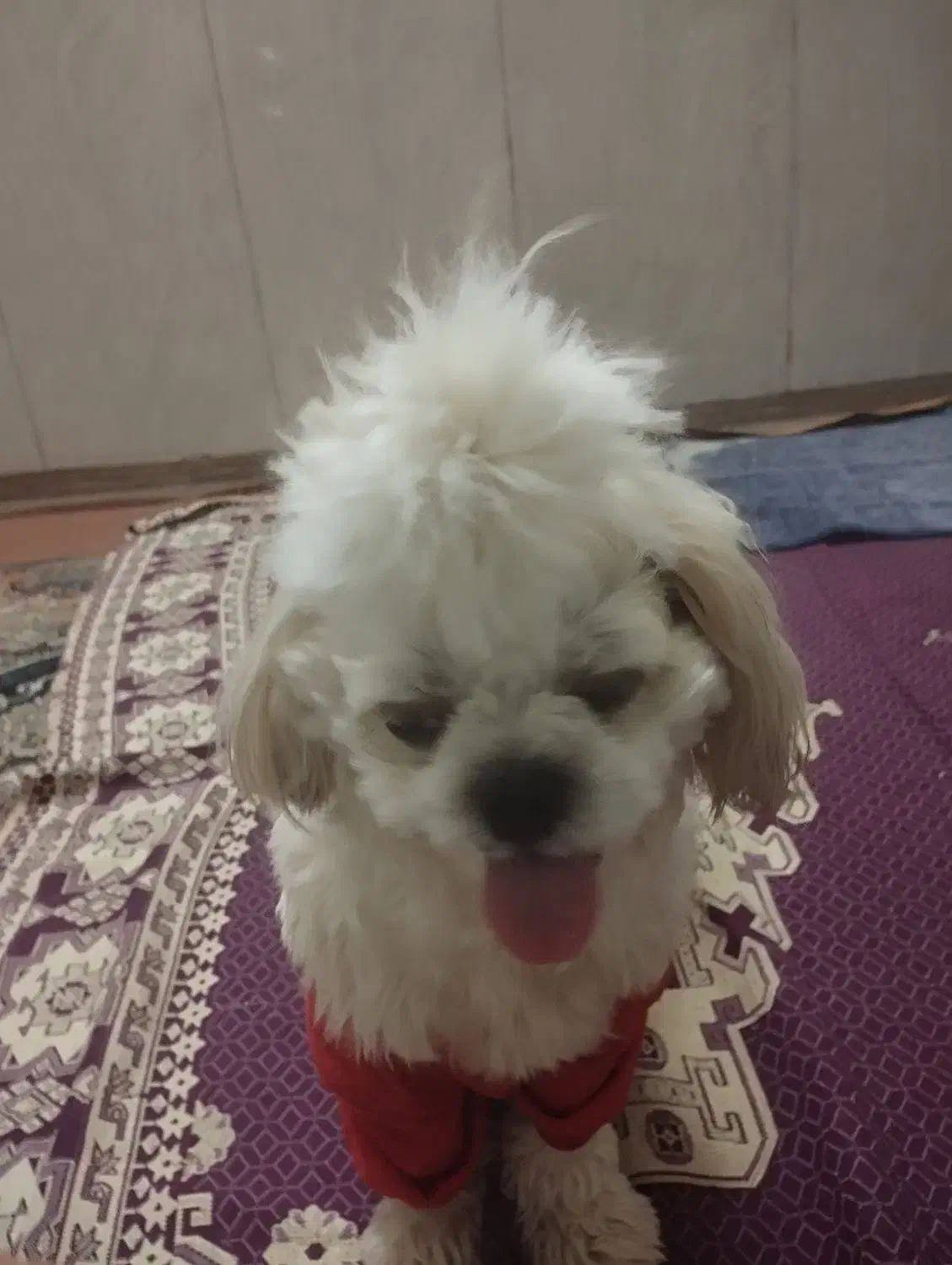 واگذاری سگ غیر رایگان|سگ|ورامین, ورامین|دیوار