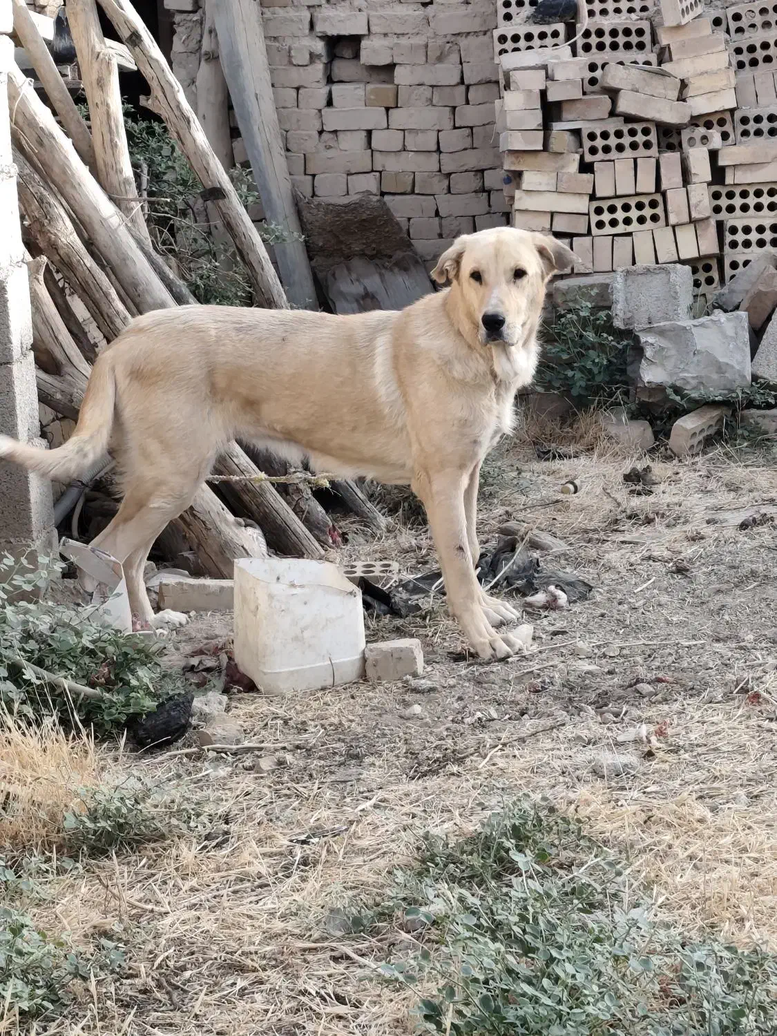 واگذاری ماده پژدر|سگ|رزن, |دیوار